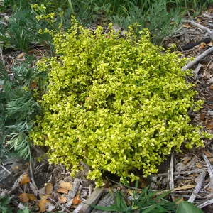 Variegated Ceanothus thyrsiflorus at Tunnel triangle