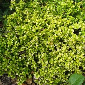 Variegated Ceanothus thyrsiflorus at Tunnel triangle