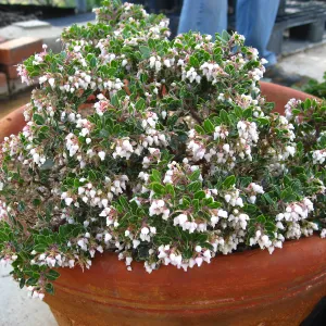 Blooming Arctostaphylos 'Emerald Canyon' in clay pots