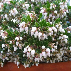 Blooming Arctostaphylos Emerald Canyon in clay pots