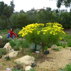 Coreopsis gigantea in Dudley bed