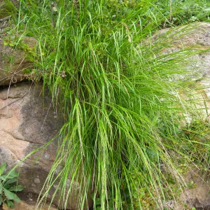Melica imperfecta Campbell Trail
