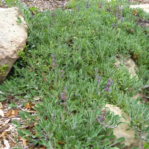 Salvia (Sage) Hobbit Toes on Campbell Trail