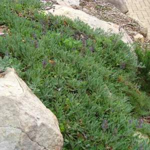 Salvia (Sage) Hobbit Toes on Campbell Trail