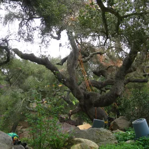 dead Quercus agrifolia in Manzanita section, being removed
