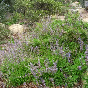 Salvia 'Daras Choice' in the Manzanita Section