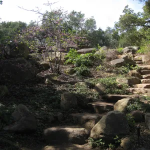 Steps from Arroyo to Manzanita section after removal of oak