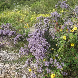 Ceanothus (California Lilac) volunteer on Porter trail