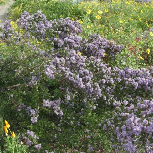 Ceanothus (California Lilac) volunteer on Porter trail