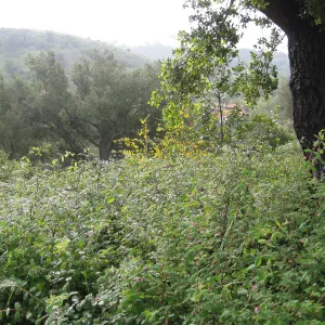 Snowberry on Porter Trail
