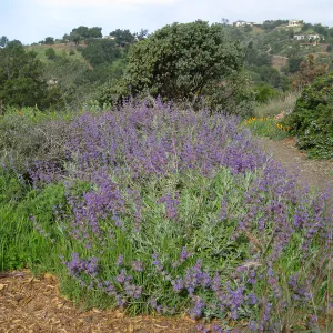 Salvia Sage) Bees Bliss, Porter Trail