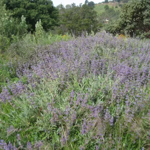 Salvia 'Bee's Bliss', Porter Trail