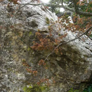 Declining Pseudosuega menziesii by Blakesly Boulder