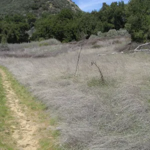 Nassella meadow on trail to Mono Campground off Camuesa Road