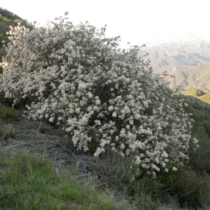 Ceanothus crassifolius, Gibralter Rd