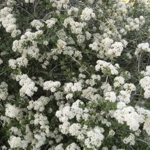 Ceanothus crassifolius, Gibralter Rd