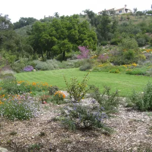 Bouteloua gracilis 'Hachita' lawn at top of Meadow