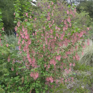 Ribes (Currant, Gooseberry ) in the Meadow border