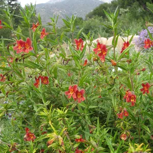 Diplacus 'Jesusita Phoenix', Verbena, Meadow View