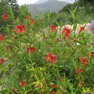 Diplacus 'Jesusita Phoenix', Verbena, Meadow View