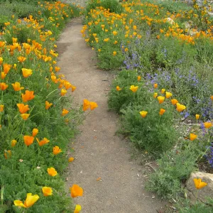 Poppies and Penstemon, Meadow View