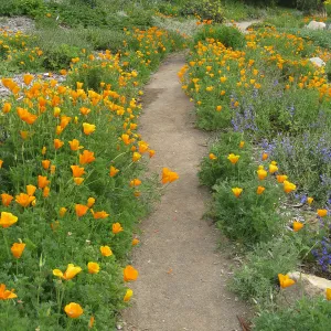 Poppies and Penstemon, Meadow View