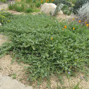 Lotus heermanii, Dudleya display