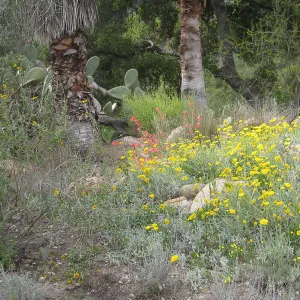 Baileya multiradiata, Desert section