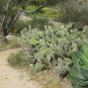 Agave 'Blue Flame', Opuntia littoralis, Desert section