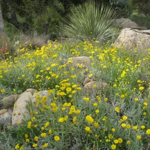 Baileya multiradiata, Desert section