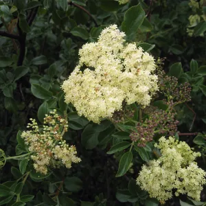 Elderberry on Porter trail