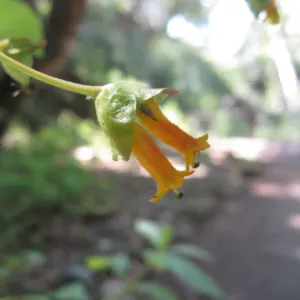 Twinberry, Lonicera involucrata in Redwood section