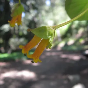 Twinberry, Lonicera involucrata in Redwood section