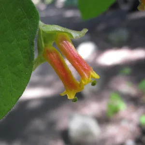 Twinberry, Lonicera involucrata in Redwood section