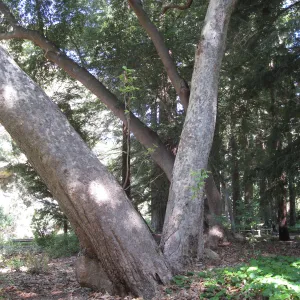 Sycamore in Redwood section