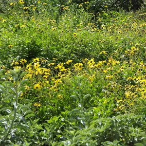 Wildflowers along Porter Trail