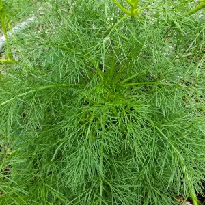 Coreopsis leaves along Porter Trail