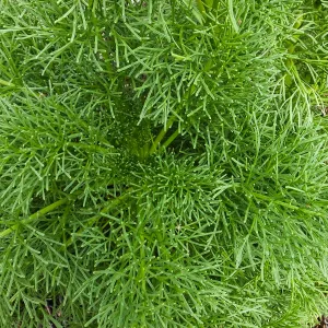Coreopsis leaves along Porter Trail