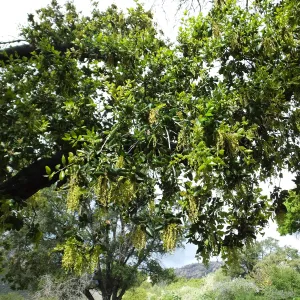 Oak flowering on Porter Trail
