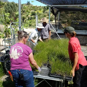 Spring Plant Sale 2015 plant delivery from Santa Barbara Natives