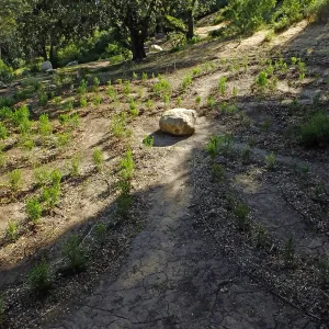 Centennial Maze
