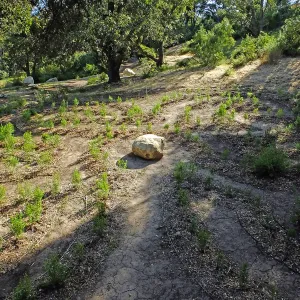 Centennial Maze