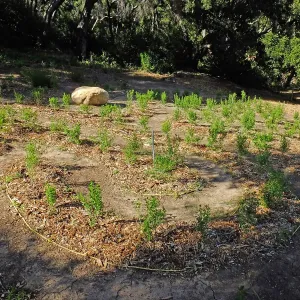 Centennial Maze