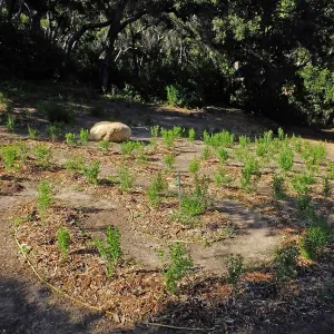 Centennial Maze