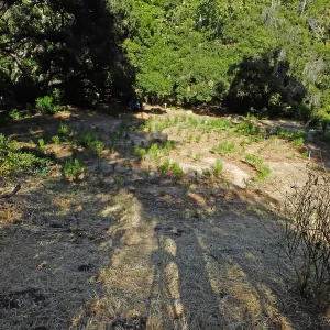 Centennial Maze