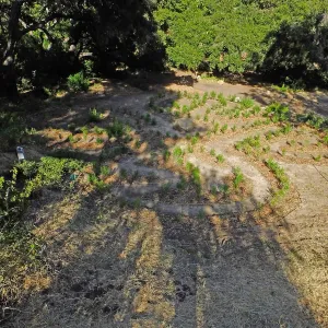 Centennial Maze