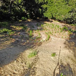 Centennial Maze