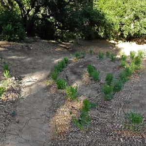 Centennial Maze