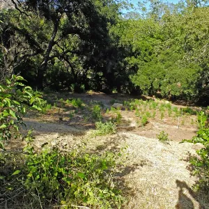 Centennial Maze