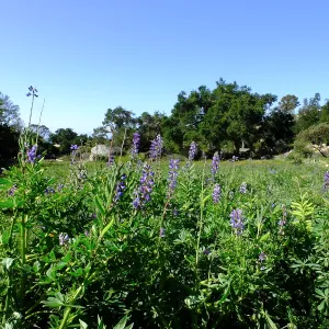 Meadow Wildflowers